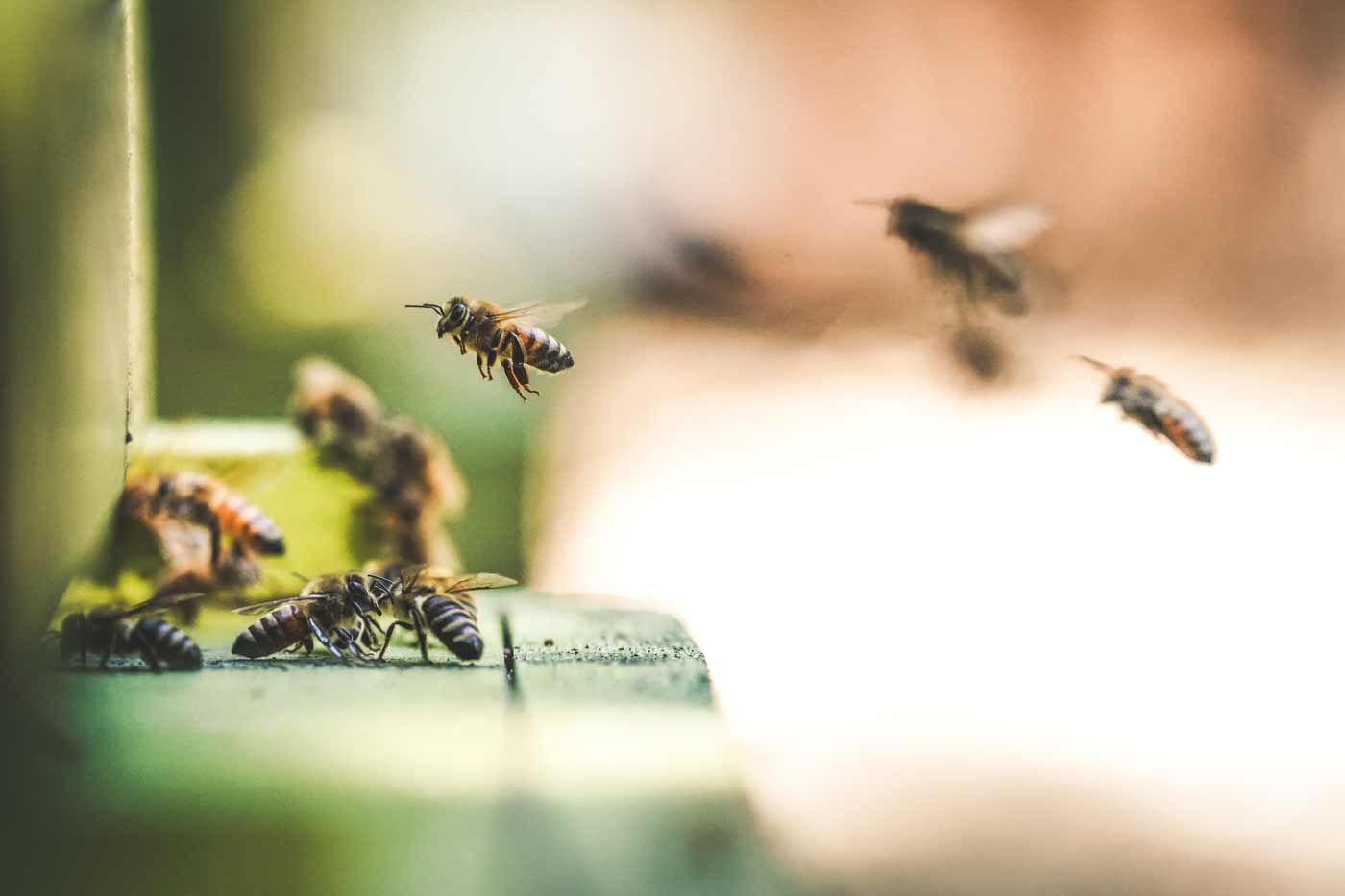 Bilde av bier som jobber